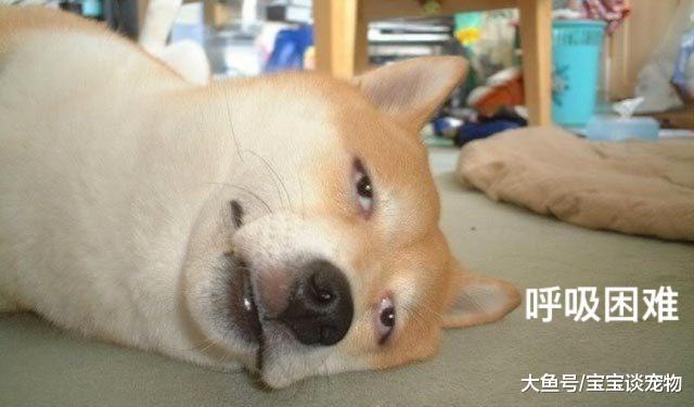 求放过！你家狗快被你弄死了你知道吗？！