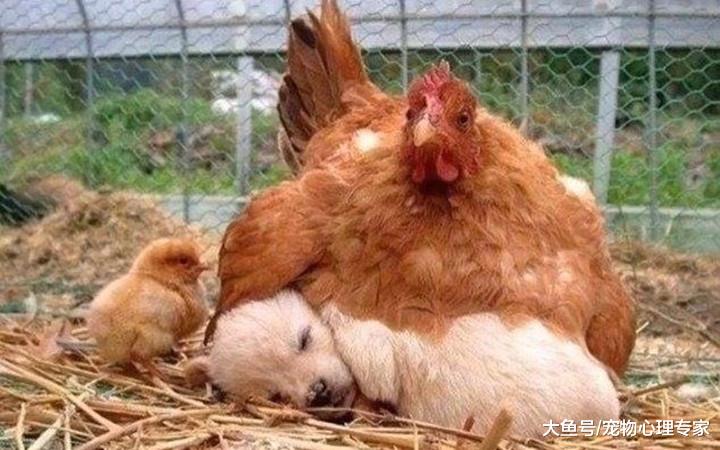 女子看到母鸡身下有个头，拿出手机放大一瞧，顿时笑得直不起腰
