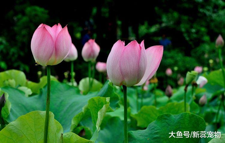 好运事事顺！3个生肖，10月上旬，财源滚滚，吉兆入命