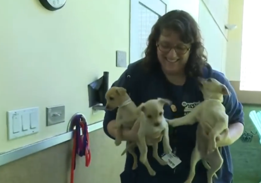 流浪狗三次偷吃女子的披萨，引来女子好奇跟踪，狗：送你6只小狗