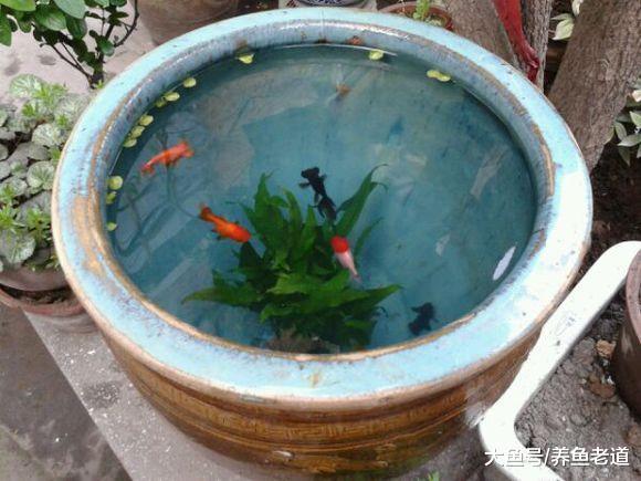 蒙著頭去搞硝化系統，飼養觀賞魚養出來的也是一缸死水！