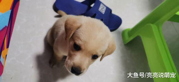 剩菜剩饭用来养拉布拉多，它很喜欢吃，狗：能吃饱就行