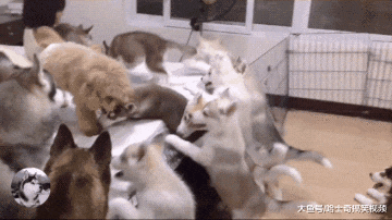 两只哈士奇变4只？拆家后微笑等主人，累了一天了快做饭去