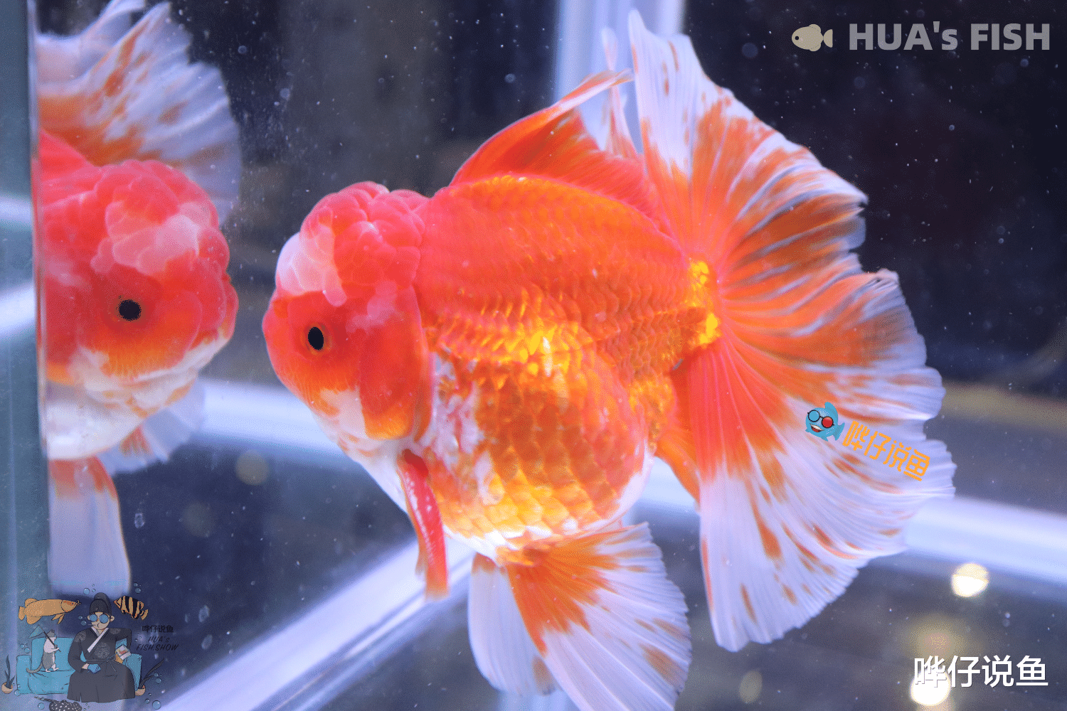 鱼缸硝化系统建立后，还需定期补充硝化细菌？有钱也别任性