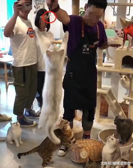 铲屎官正在喂主子们，突然一只轻功喵飞身抢食，网友：是个高手！