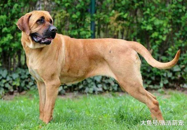 最兇猛的5種狗，如果你遇見了，最好保持距離，不然會傷到你