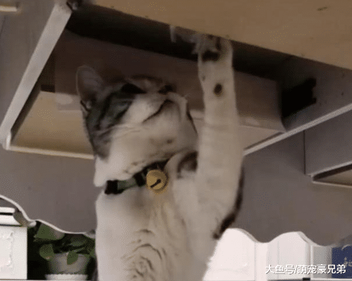 猫咪这几天总藏在桌子下，仔细观察后，这猫啥时候成小偷了
