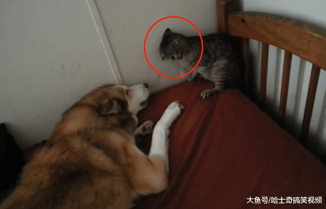 主人帮二哈找了个新伙伴, 结果见面就怼上了, 脸都要被打肿了