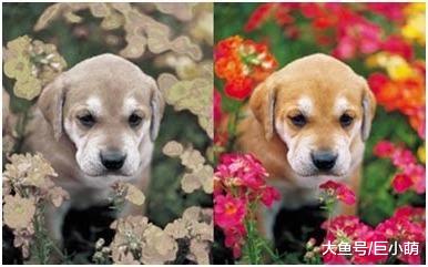 狗狗能分辨出颜色，但不是人们所认识的颜色，你说它是色盲吗？