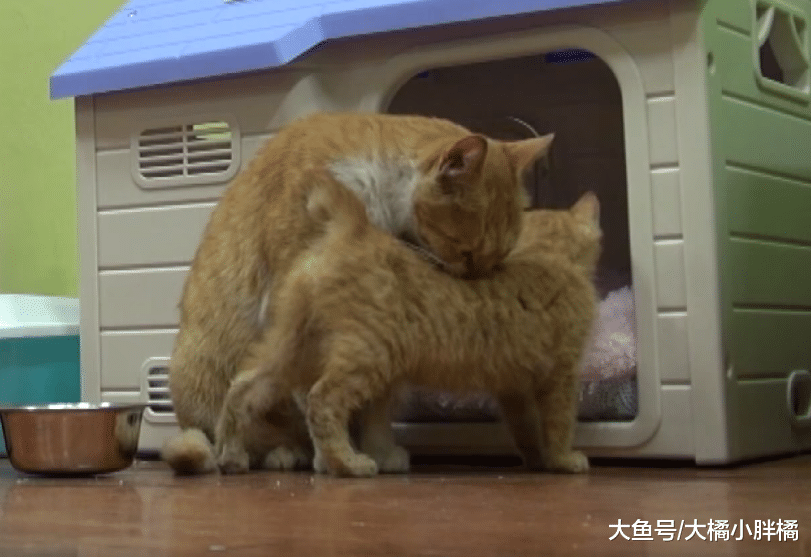 流浪猫只要袋子里的食物，叼走袋子从不当面吃食，原因却让人感动