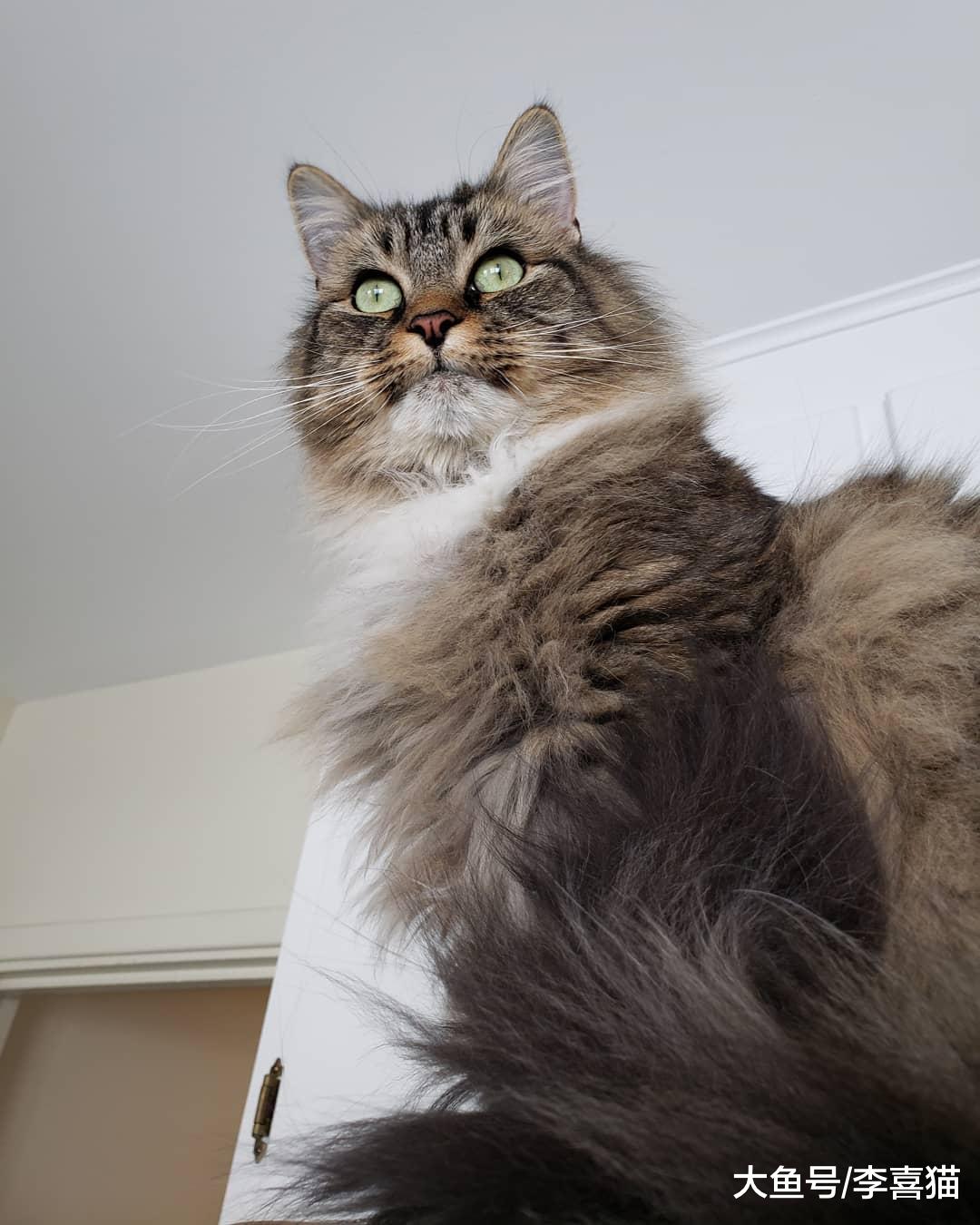 为猫咪挑选生活用品是门大学问，选对了就能让猫咪过得更加舒适