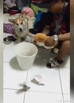 亲自示范乱翻垃圾桶的后果，柯基傻看哥哥狂揍同伴马上投降装乖