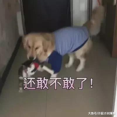 猫咪抢金毛午餐吃，金毛最终忍无可忍，把一旁的主人逗得开怀大笑