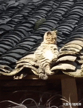 猫咪躺在房顶晒太阳, 好惬意的喵生, 网友: 听曲儿吗? 嗑瓜子儿吗