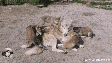 二哈為狼犬生了6只寶寶，結果沒一只像它，現在不甘心帶娃了