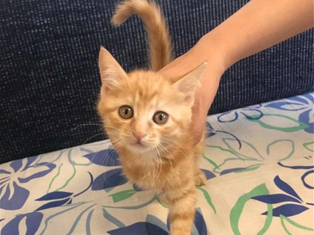 猫咪跟你一起睡觉的原因