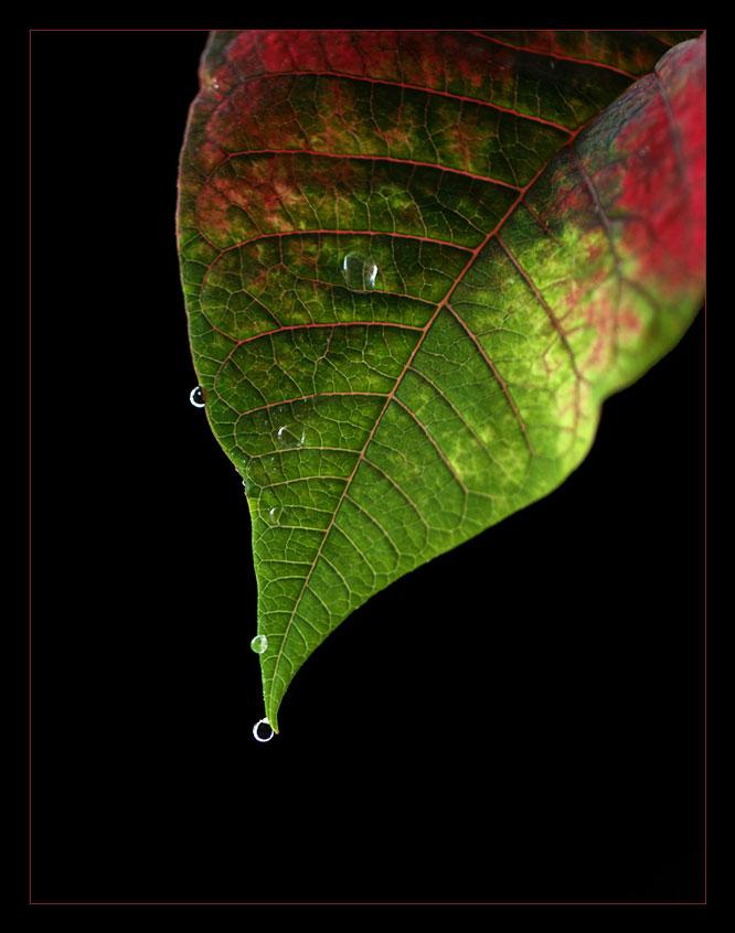 在圣诞节拍摄一品红镜头的摄影技巧, 这里有一些关于在节日期间拍摄一品红的技巧