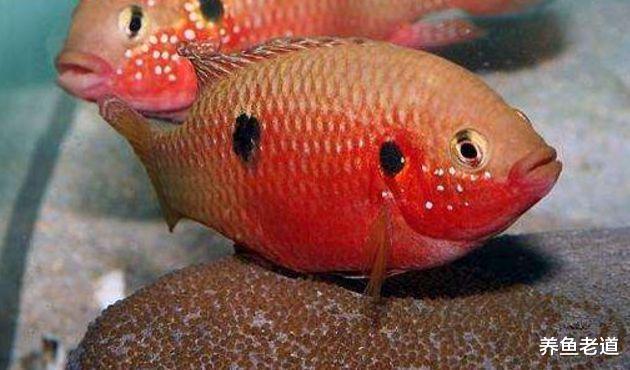 喜欢繁殖观赏鱼？最好的准备工作就是，先养它一个循环周期再说