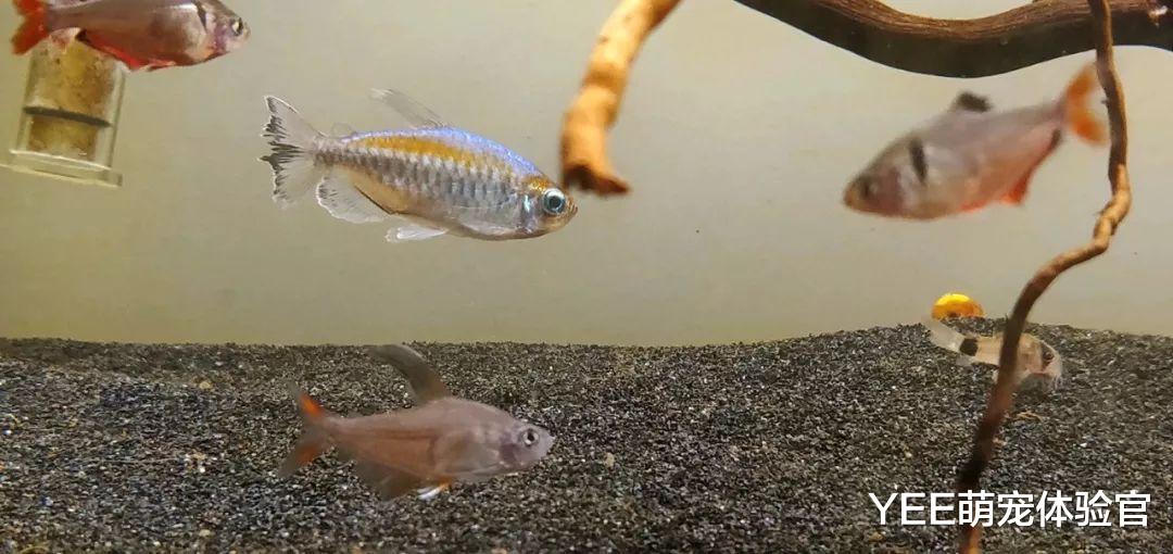 非洲刚果美人鱼，喜欢群游的皮实小鱼，却总难上位
