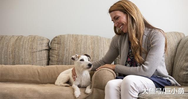 定期对狗狗进行毛发护理，对它的健康很重要，原因有以下5点