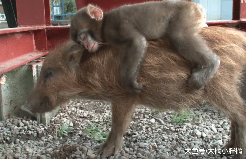 小野猪被妈妈抛弃，猴妈妈收养它，小野猪每天背着小猴子太有爱了