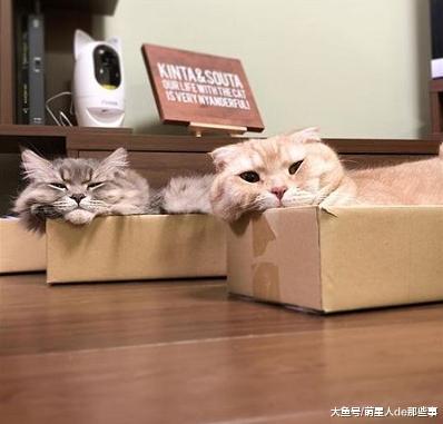 网友看到橘猫的睡姿后，感觉很难受！