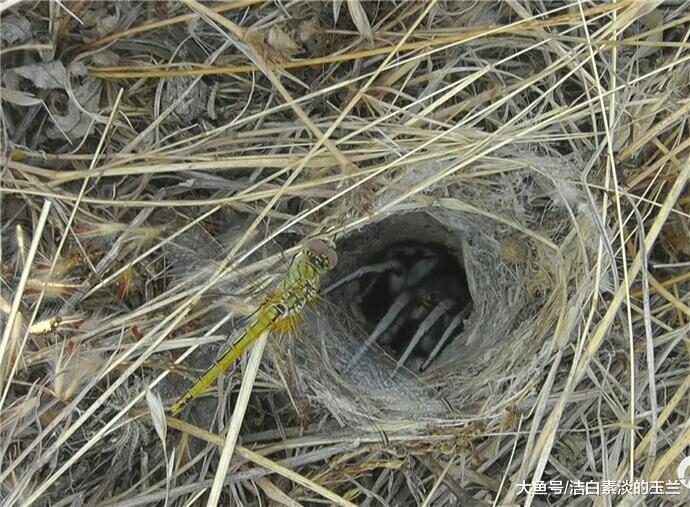 后院的一只鸡发生怪叫声，老太太回院查看，一家人惶恐
