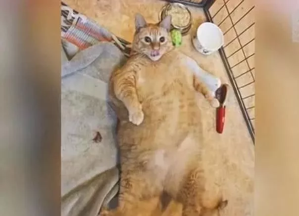 橘猫居然是一只披着猫皮的猪，它们的体型让人惊呆了！