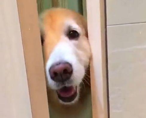 為什么狗子喜歡看你上廁所？