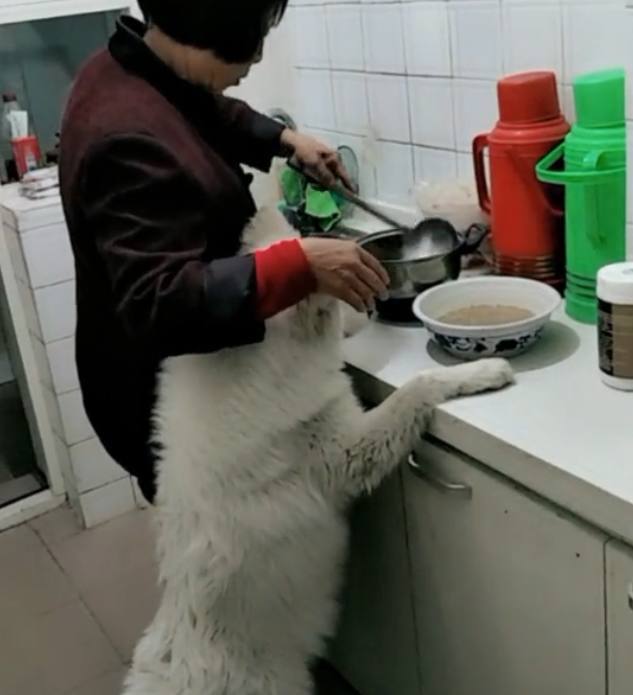 奶奶正在做饭，一旁的萨摩耶馋坏了，直接趴在炤台上不走，无语！
