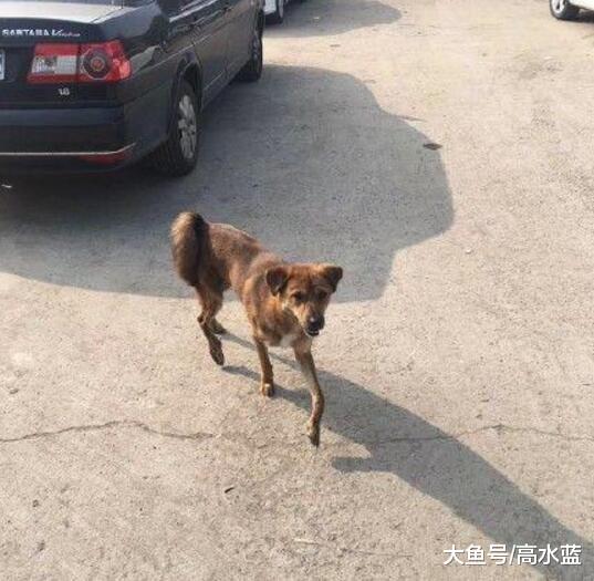 搬家狗狗的安置成了问题 狗狗舔了舔宠主手心 然后消失了