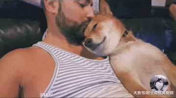 柴犬一岁多了，还要在“拔拔”怀里睡，忘记自己已经长大了