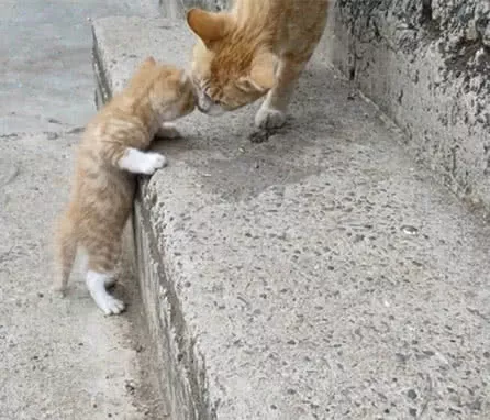 小奶猫无法上台阶，大猫咪的做法，让人心头暖暖