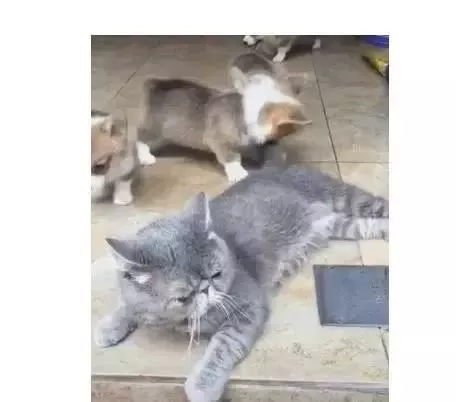 猫咪被小奶狗玩的没脾气了，猫：要不是打不过他爹，我早就动手了