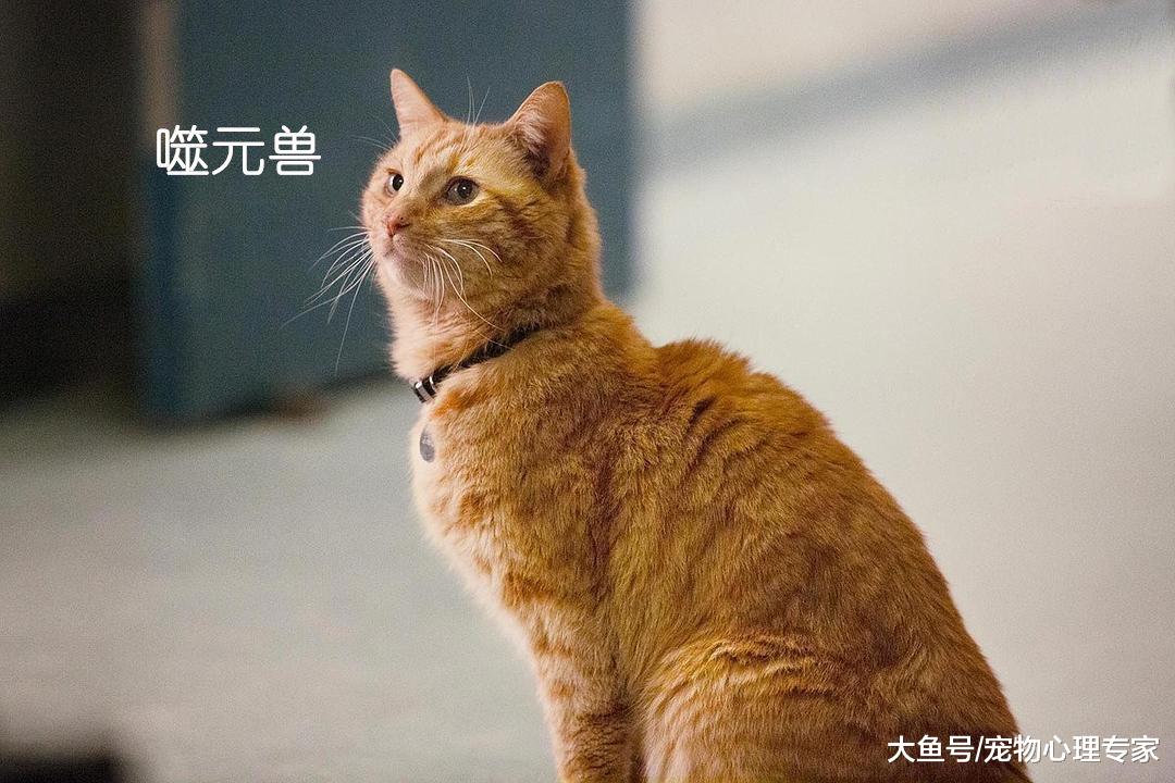 胖橘为何招人喜爱？隐藏已久的“噬元兽”神秘形象被揭秘