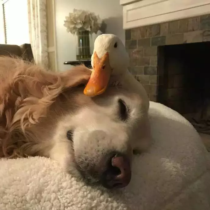 老实大金毛经常被鸭子欺负，这次终于逮到机会报仇了...