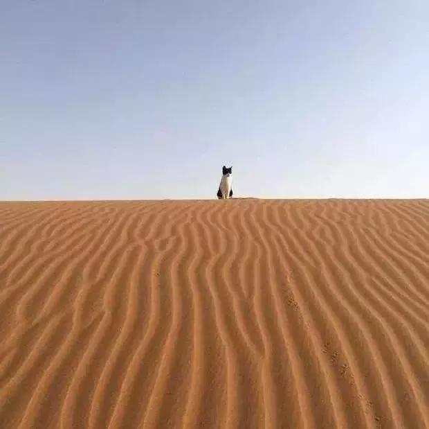 你有没有想过，你家猫要是到了沙漠里会怎么样？