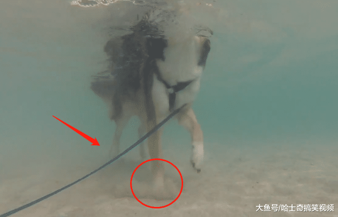 带二哈去游泳, 本以为它“天资聪慧”, 结果主人还是失望了