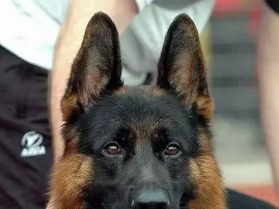 怪不得出门就容易跟着别人跑，狗狗原来是个大近视