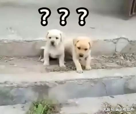 完犊子！一堆小奶狗排队过“鸿沟”，结果全部“阵亡”，画面萌出鼻血