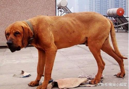 世界各大黑帮狗狗, 德牧在内, 最后一种太霸气!