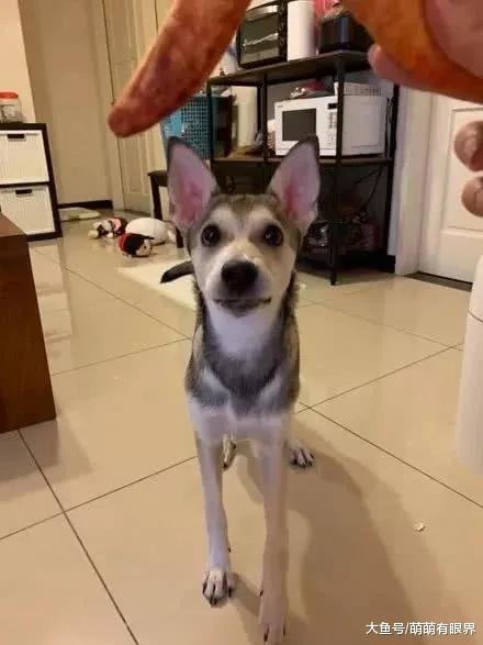 女子捡了一只流浪狗，家人都劝她不要养，怎料几个月后直呼太幸运了