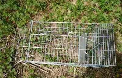 我要被虐哭了！池塘养的鱼快被猫偷完了