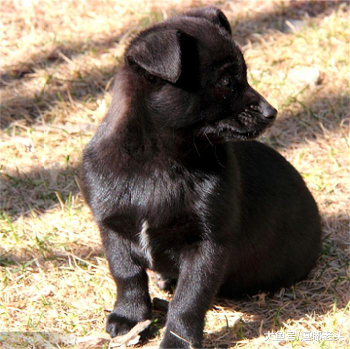 流浪狗看见宠物狗和主人玩得很嗨，凝视了好久，然后失望的走开了