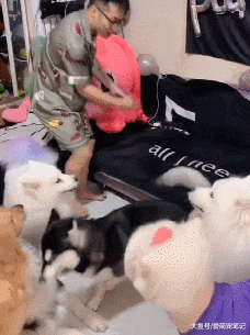 女主家养了6只大型犬，每次拖地男友三秒钟清场，沙发：我太难了