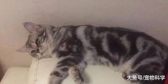 感觉我家猫的颜值时高时低