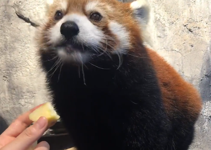 奶妈偷摸小熊猫，小家伙轻轻推开：我能吃你的苹果，但你不能摸我
