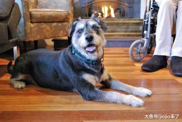 老人患病時日無多，臨終前，他唯一的心愿就是能為愛犬找一個家