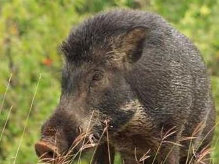 四百公斤大野猪碰上黑瞎子，孰强孰弱？老猎人告诉你答案