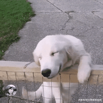 “内有恶犬”？结果狗子却笑成了眯眯眼，网友也笑翻了